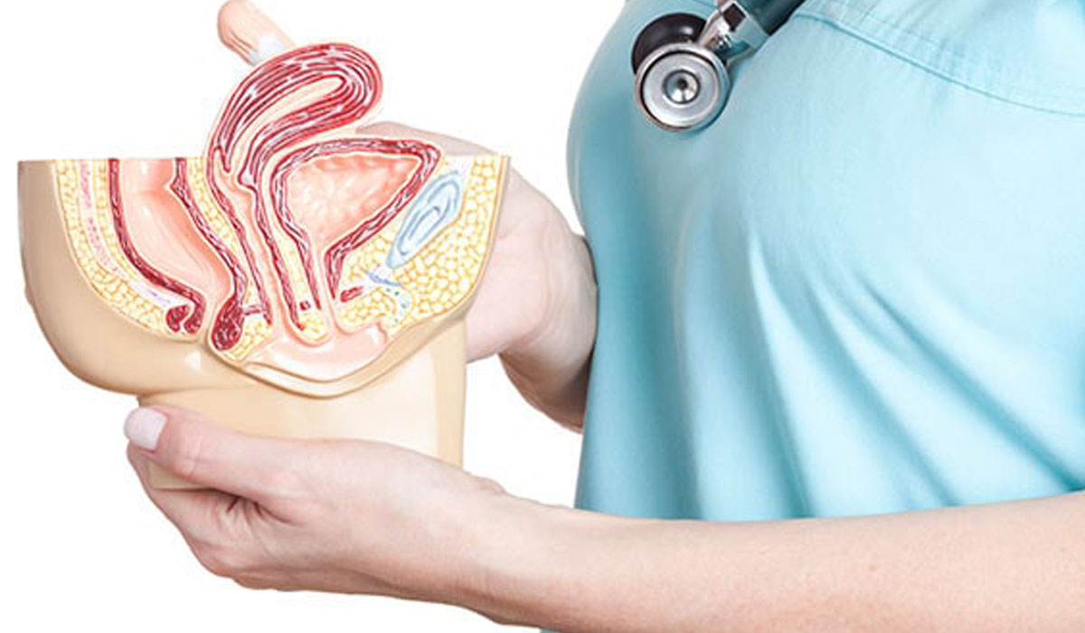 محل قرارگیری اندامهای لگن