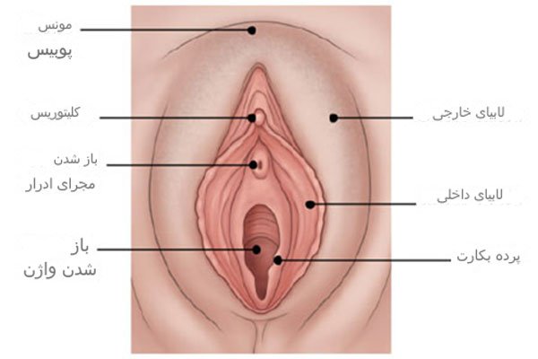 اندام های تناسلی خارجی زن
