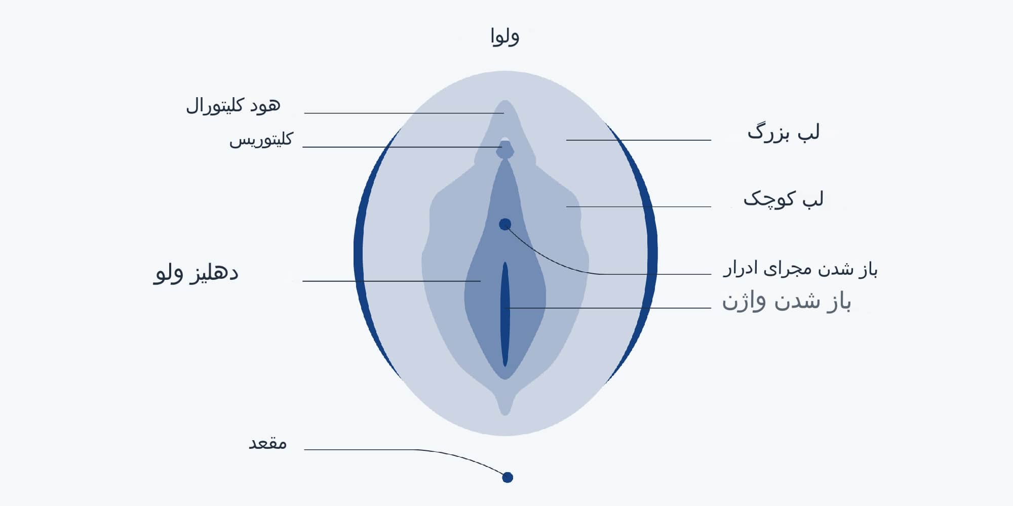 قسمتهای خارجی دستگاه تناسلی زنان