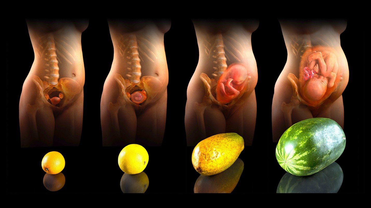 تغییرات رحم در طول بارداری