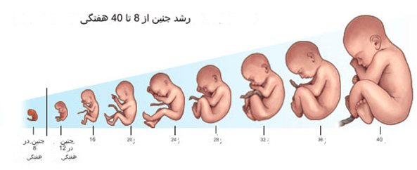 بارداری چقدر طول می کشد