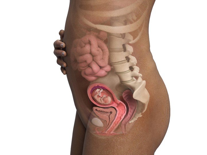 سه ماهه اول (روز اول LMP تا 13 هفته و 6 روز): زمانی که لقاح و رشد اندام اصلی 