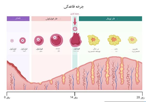 تغییرات سیکل قاعدگی